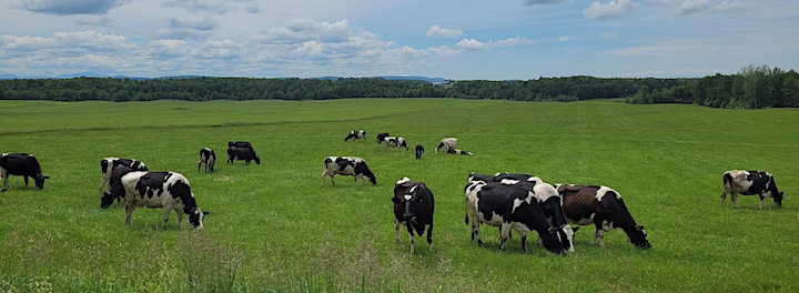 Cows in a green pasture