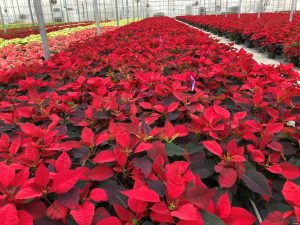 red poinsettias in a greenhouse