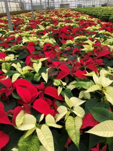tricolor poinsettias in a greenhouse
