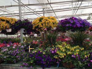 nursery plants in greenhouse