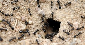 Ants around ant hole
