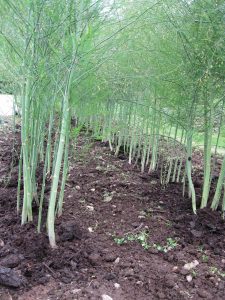 asparagus ferns in a field 