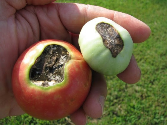 Blossom end rot in tomatoes.