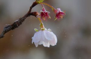 frost on cherry blossom