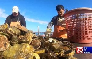 Man sorts oysters on the coast