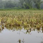 Flooded field with corn in it