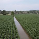 flooded cornfield in Glastonbury Connecticut