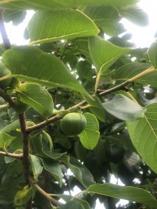 fruit on a persimmon tree with green leaves in background