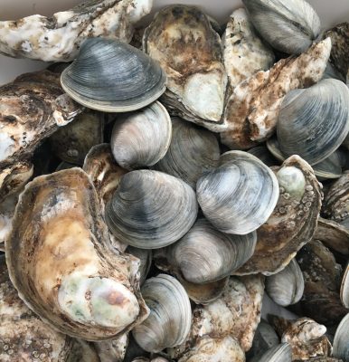 clams, oysters, and various shellfish