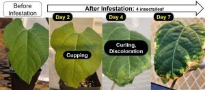 four leaves showing discoloration and damage from hopperburn over a seven day period