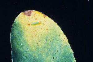 Potato leafhopper and hopperburn on alfalfa. A leaf with an insect on it.