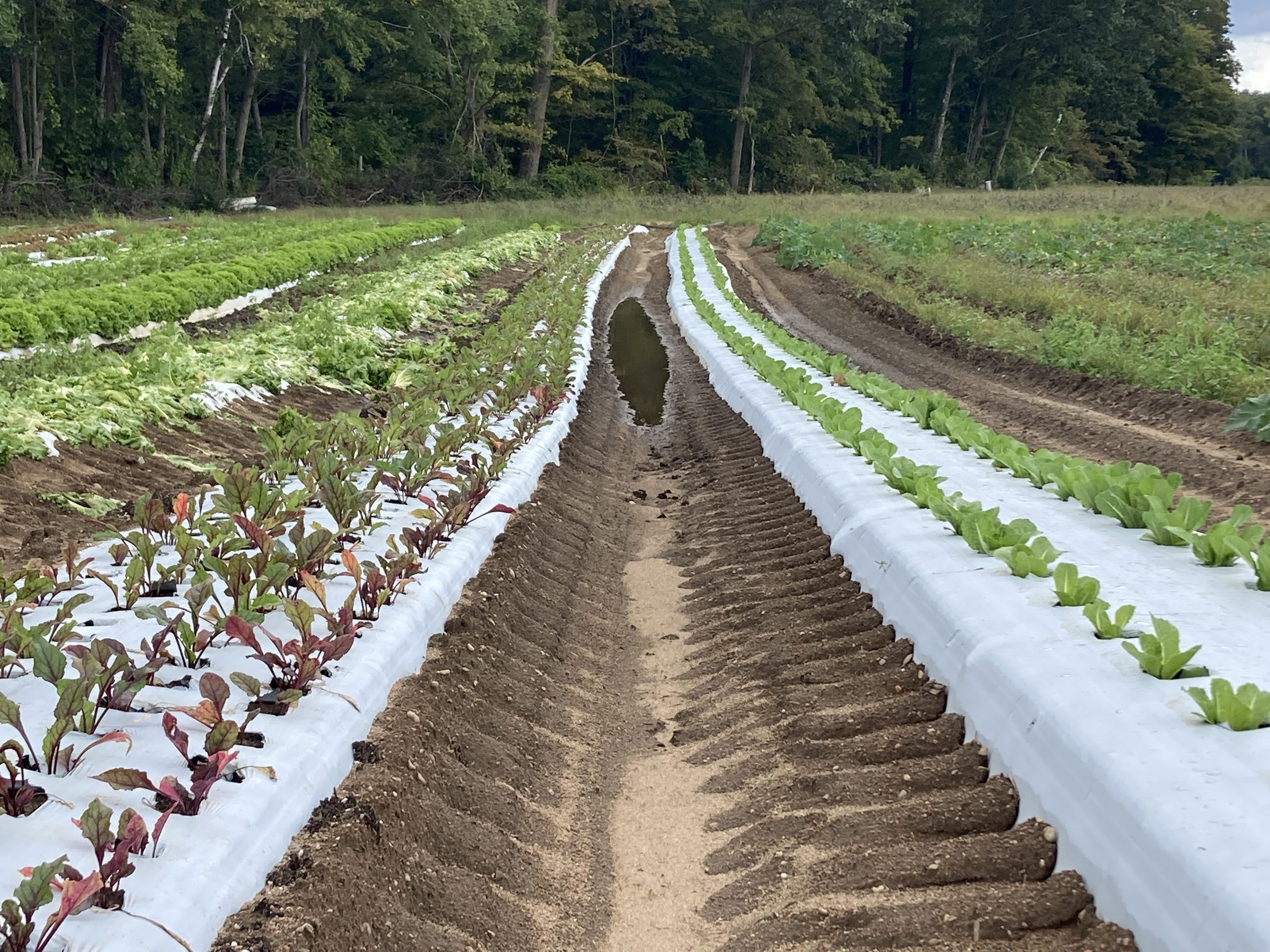 water pooling in the rows between vegetable crops growing under white biodegradable mulch