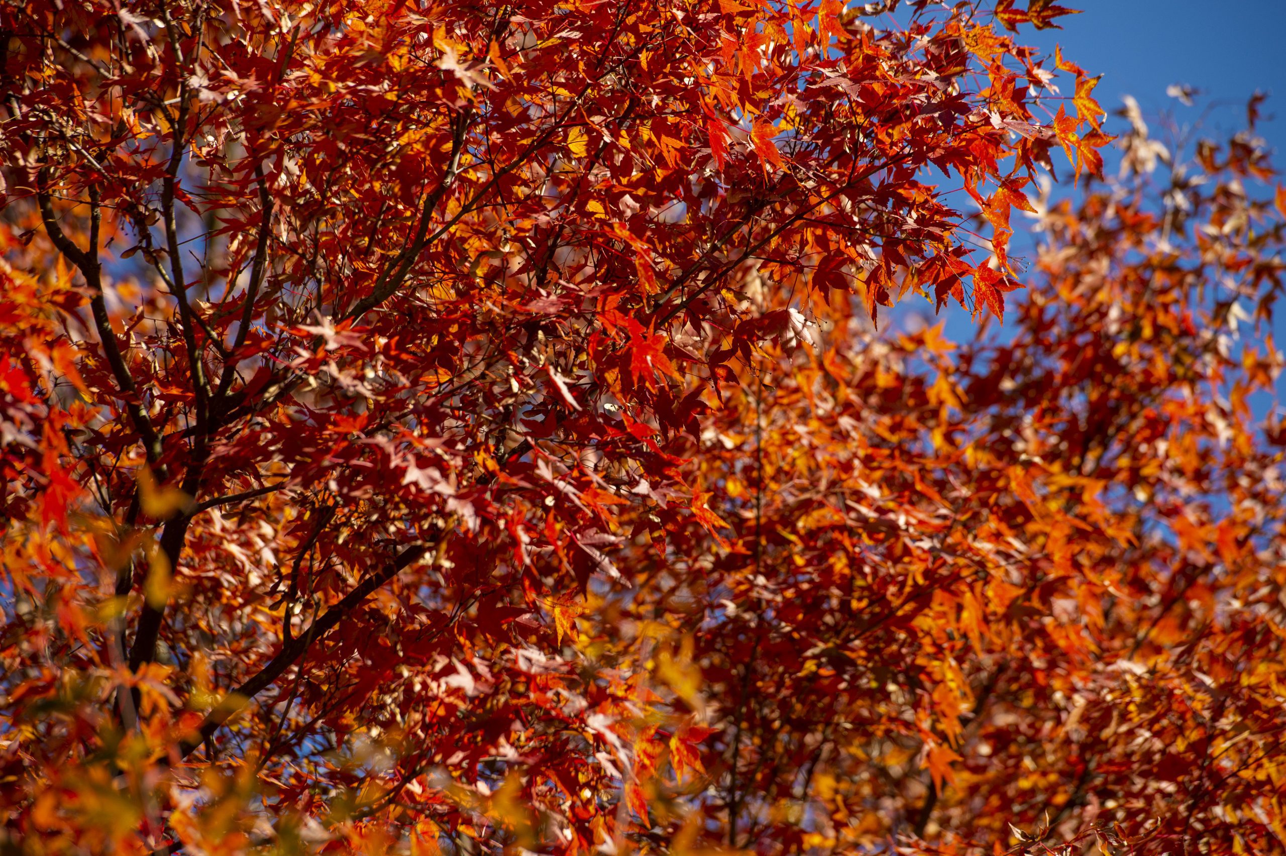 Red maple leaves against a blue sky