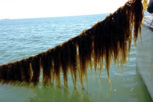 seaweed growing on a line, being pulled out of the water