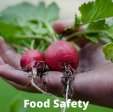 hands holding radishes and it says food safety underneath the hands