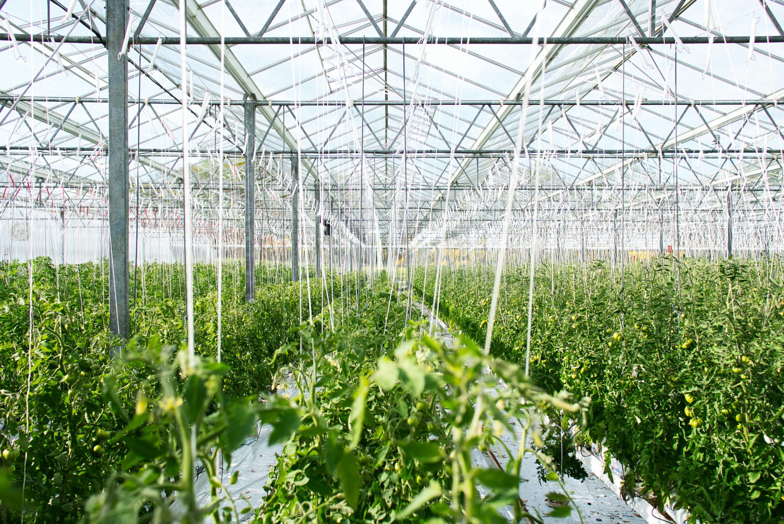 greenhouse with tomato plants held up with strings