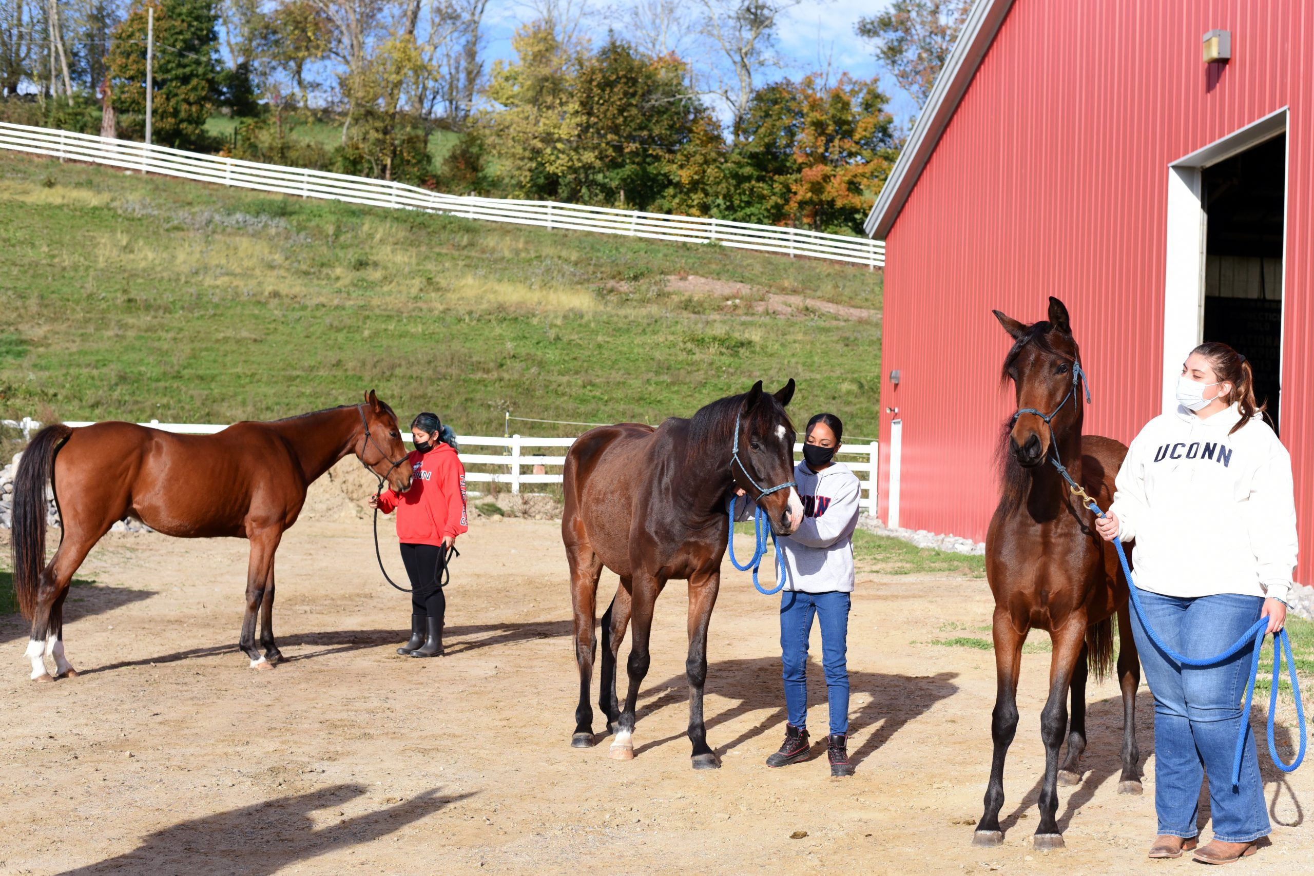 Students in the Department of Animal Science present horses at the 92nd Little International Livestock Show, known as the Little 'I,' in Horsebarn Hill Arena. Oct. 23, 2021. (Jason Sheldon/UConn Photo)