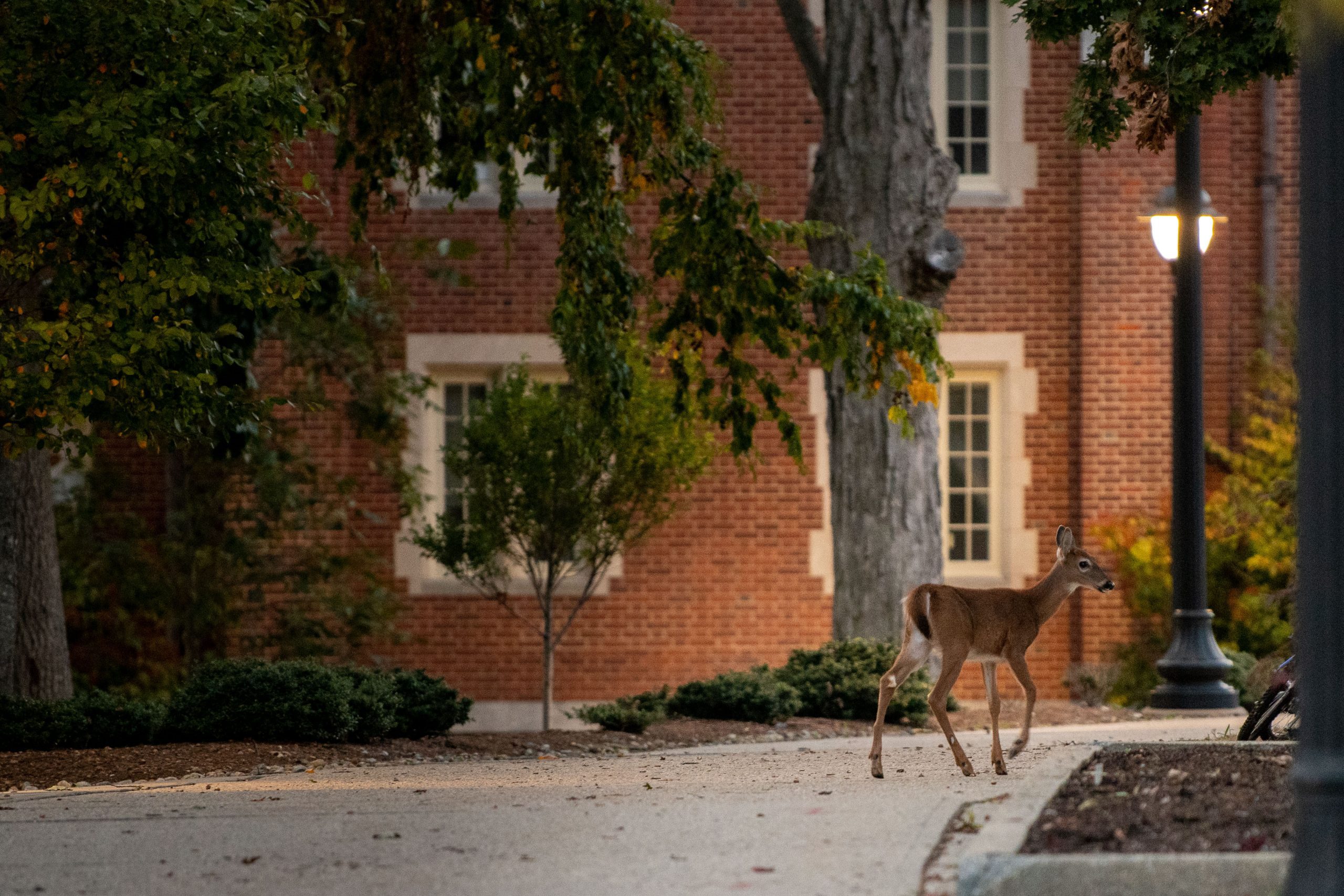 A deer walking through UConn campus