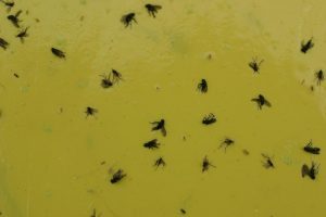  Stockier shore flies and delicate fungus gnats on a yellow sticky card