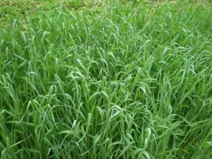 Green rye cover crop