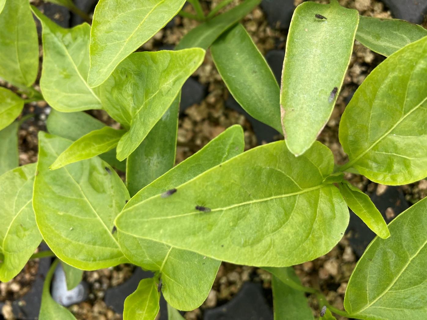 Adult shore flies resting on a pepper leaf.