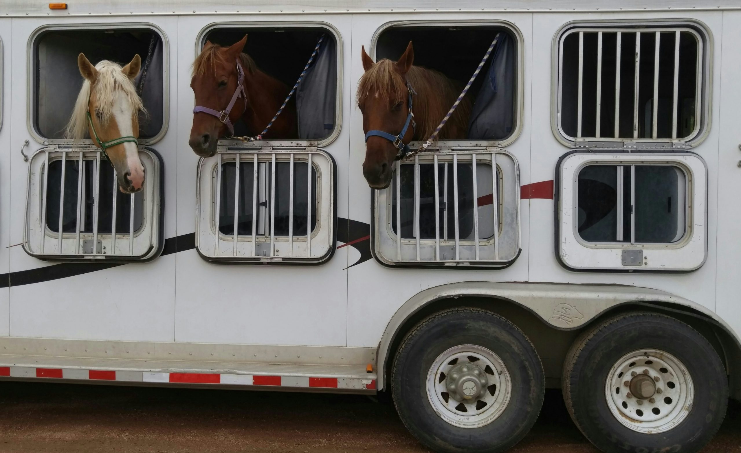 Horses sticking their heads out of the open window of a metal horse trailer