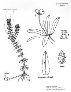 Illustration of hydrilla morphology.
