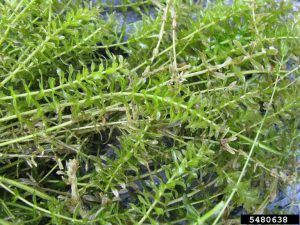 Close up of hydrilla forming a mat of vegetation