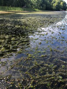 Waterbody infested with hydrilla