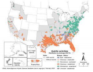 Hydrilla verticillata distribution by biotype and population in the United States