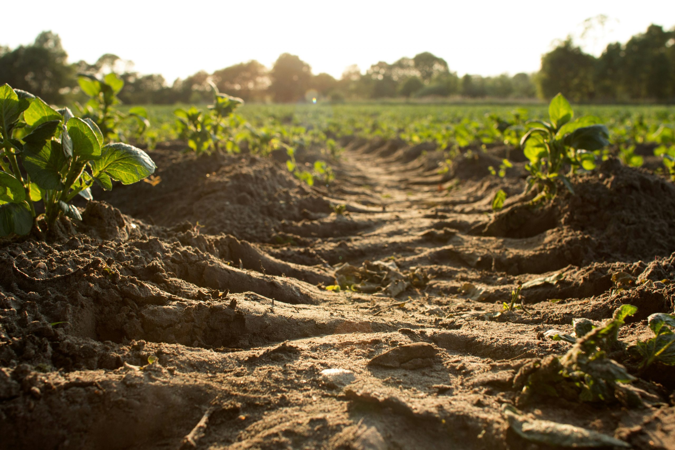Soil fertility management for vegetable farms