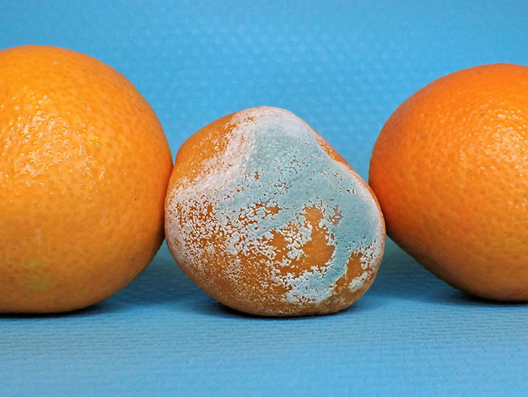 rotting oranges