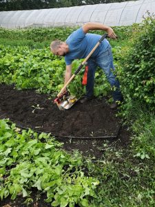 man working in vegetable field with high tunnel in background