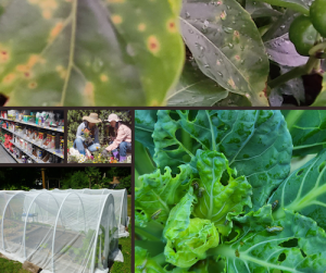 collage of diseased plants and people working in gardens