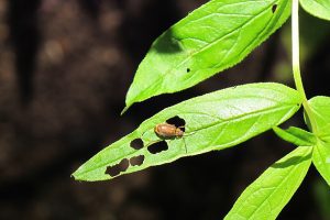 insect eating a plant leaf