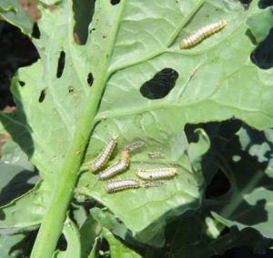 insects eating plant leaf