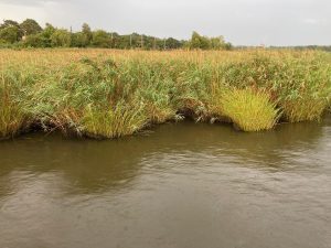 A watery environment with plants along the water's edge.