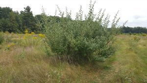 Figure 1. Autumn olive in a meadow, which has been mowed multiple times and is densely branched.