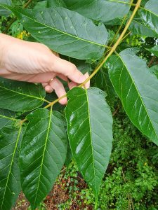 Figure 2 shows a close up of a leaf. Each leaf has 11-41 lance-shaped leaflets, with smooth margins (edges). One to two protruding bumps, called glandular teeth, are at the base of each leaflet.