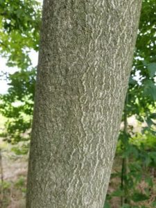 Figure 4 shows the tree-of-heaven bark, which is smooth and green when young, eventually turning light brown to gray, resembling the skin of a cantaloupe.