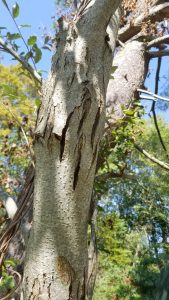 Figure 5. Mature bark is light gray to gray-brown, commonly furrowed, with prominent lenticels.