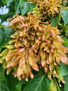 Figure 5 shows fruits (samaras) hanging in cluster formations. The fruits have the appearance of green and brown leaves.