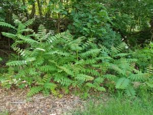 Figure shows an infestation of young trees. Aggressive root suckers also extend the spread as far as 50’ from the parent tree, creating dense colonies of established trees.