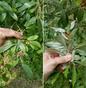 Figure 2. 2 pictures show Autumn olive foliage with finely pointed tips and short petioles; green tops of leaves, with silvery scales on the lower surface.