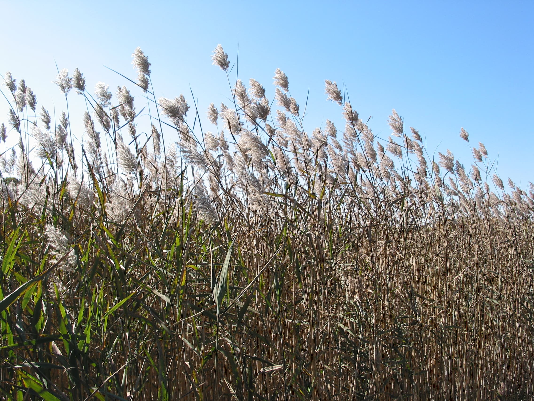 A field of Phragmite plants.