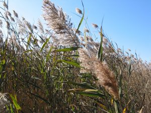 An up close image of a green and brown Phragmite plant, within a field of other plants.