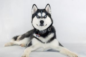 Jonathan the Husky laying on the floor with paws out