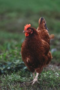 A brown chicken walking through green grass. Steven Van Elk / Unsplash