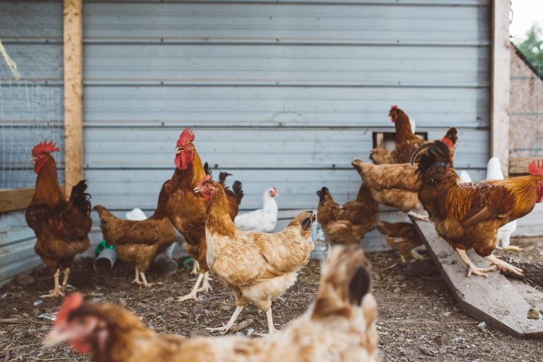 A group of different brown-colored chicken standing in an enclosed area in front of a light blue wall. Brooke Cagle / Unsplash