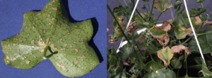 Two images. On the left, Oedema on green ivy geranium leaf. On the right, on lowermost leaves contrasted with two-spotted spider mite injury on ivy geranium on the youngest brown leaves.